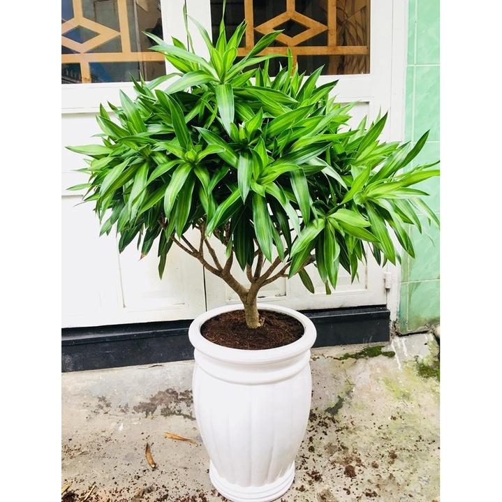 CÂY TRÚC BÁCH HỢP