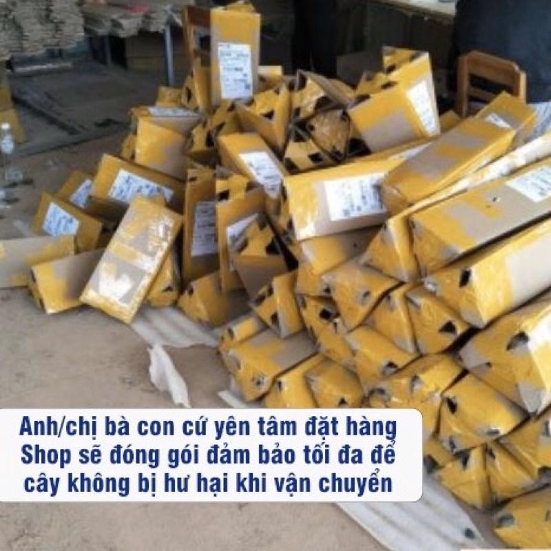 Cây vải không hạt ghép cành quả to ngọt mọng nước (ảnh thật hình cuối)