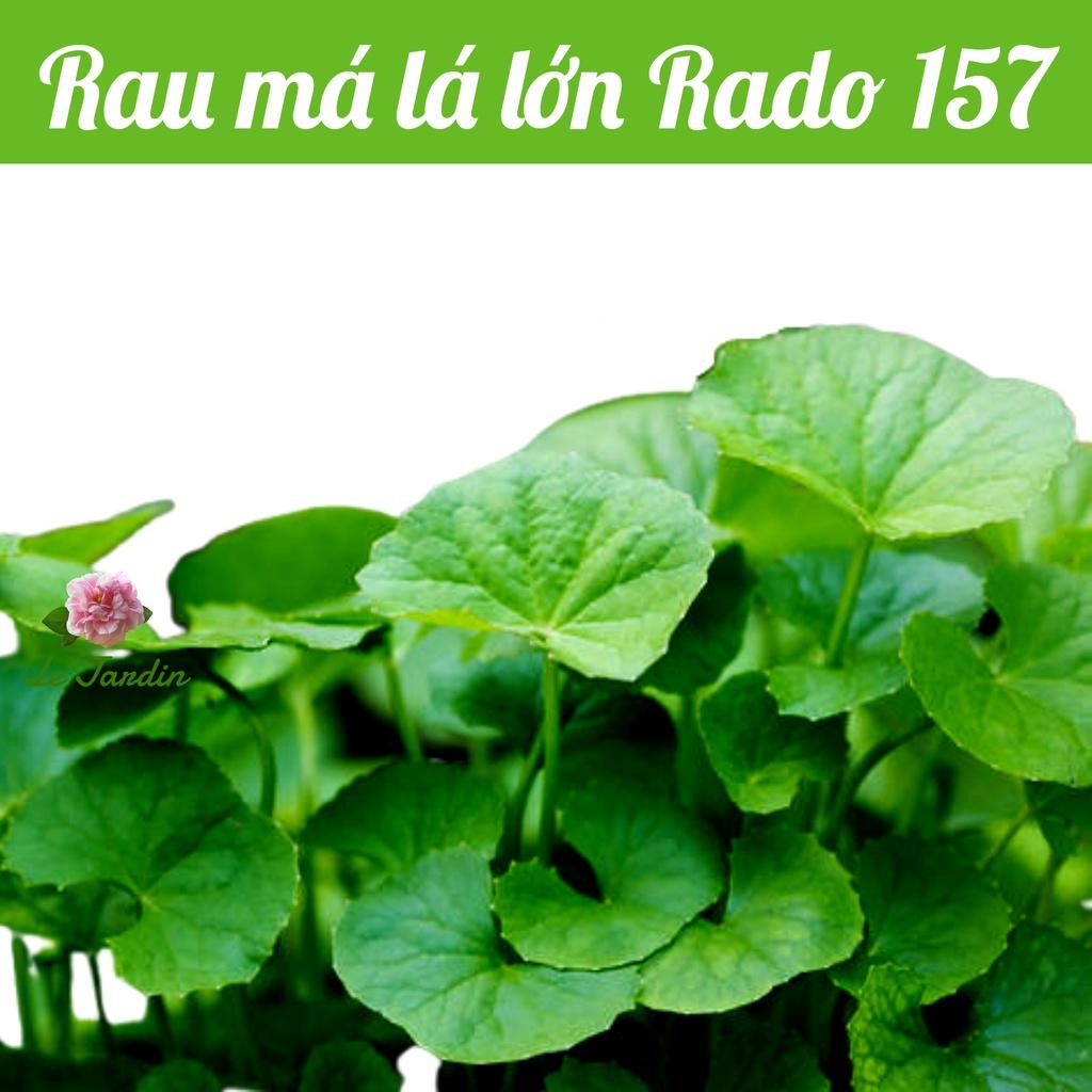 Hạt giống rau má  gói 1gr