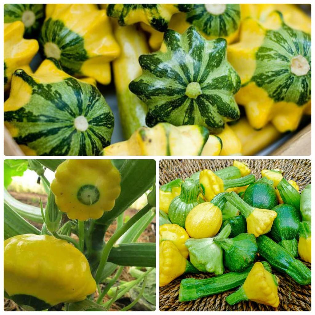 Hạt Giống Bí Đĩa Bay Mix