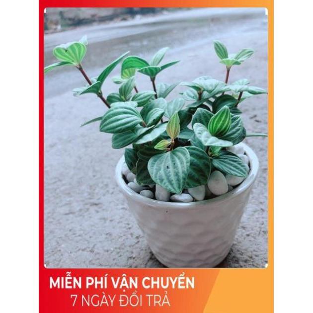 Chậu Cây Kim Cương Hột Xoàn