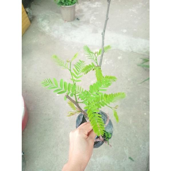 Cây me Thái ngọt