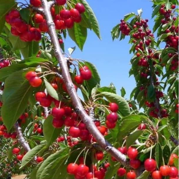 Sản phẩm CÂY GIỐNG CHERRY BRAZIL