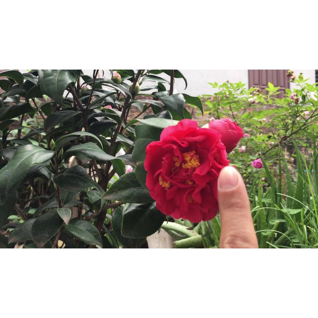 COMBO 5 cây giống hoa trà THÂM HỒNG BÁT DIỆN cổ, hàng cực hiếm, cây giống ươm bầu