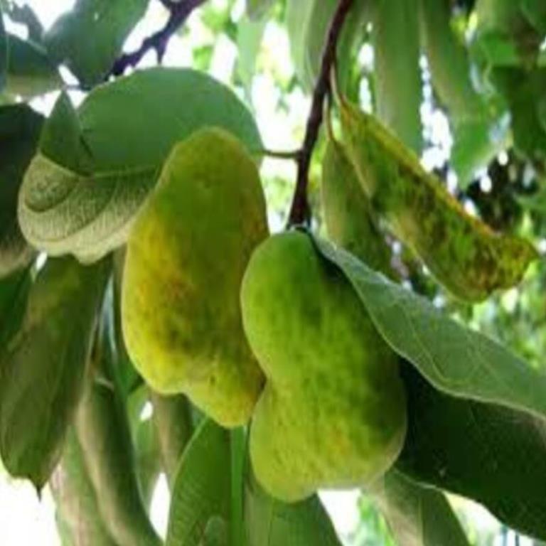 Cây CHAY giống - Cây giống chuẩn F1 - Siêu quả, cam kết chất lượng