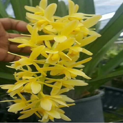 Địa lan kiếm vàng, mặt hoa lai, gửi đi nguyên chậu