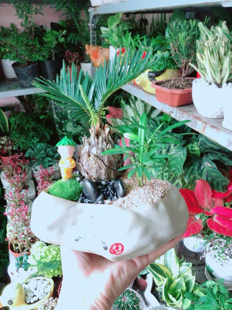 Cây Vạn Tuế Tiểu Cảnh