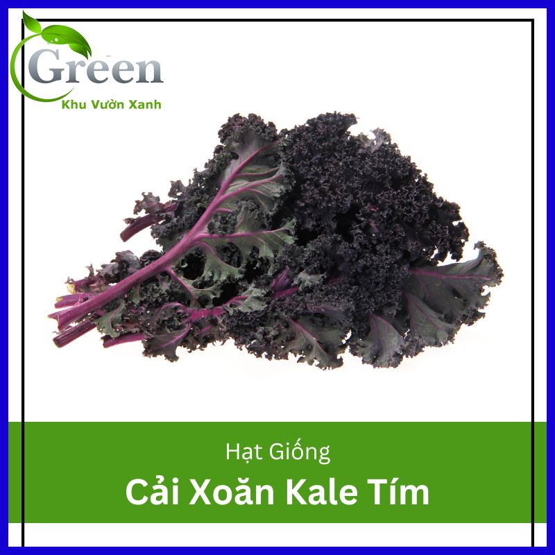 Hạt Giống Cải Xoăn Kale Tím (Kale Đỏ) (100H)