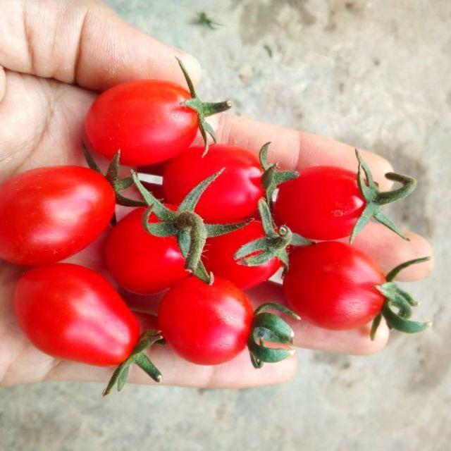 Hạt giống Cà chua bi 0.2g, Trồng được quanh năm