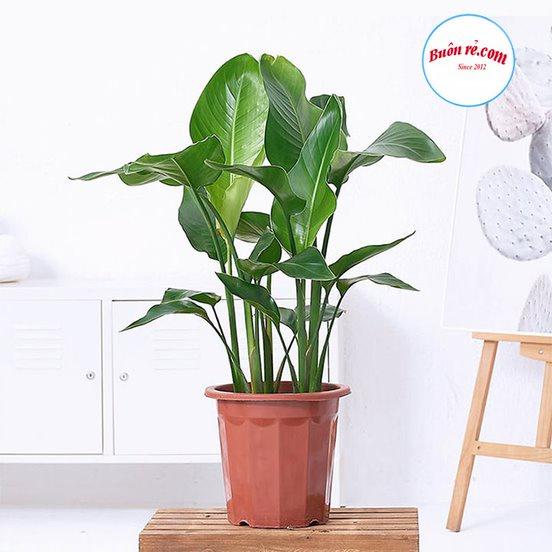 Chậu nhựa tròn trồng hoa, cây cảnh Việt Nhật) - Chậu nhựa giả gỗ trồng hoa, rau dáng đứng sang trọng