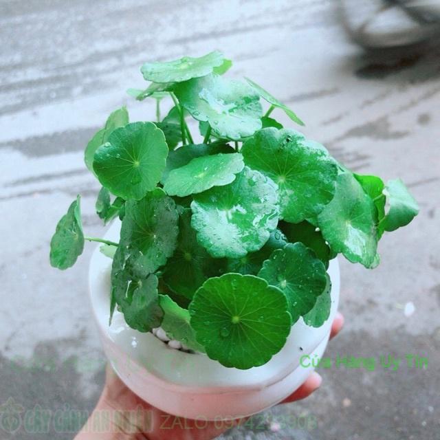 Chậu Cỏ Đồng Tiền