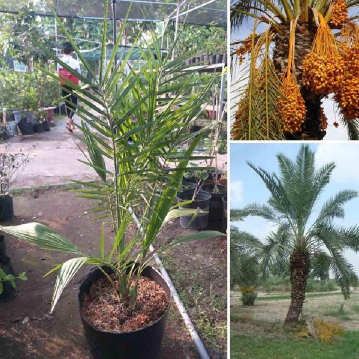 CÂY GIỐNG CHÀ LÀ TRUNG ĐÔNG SIÊU QUẢ SIÊU NĂNG SUẤT