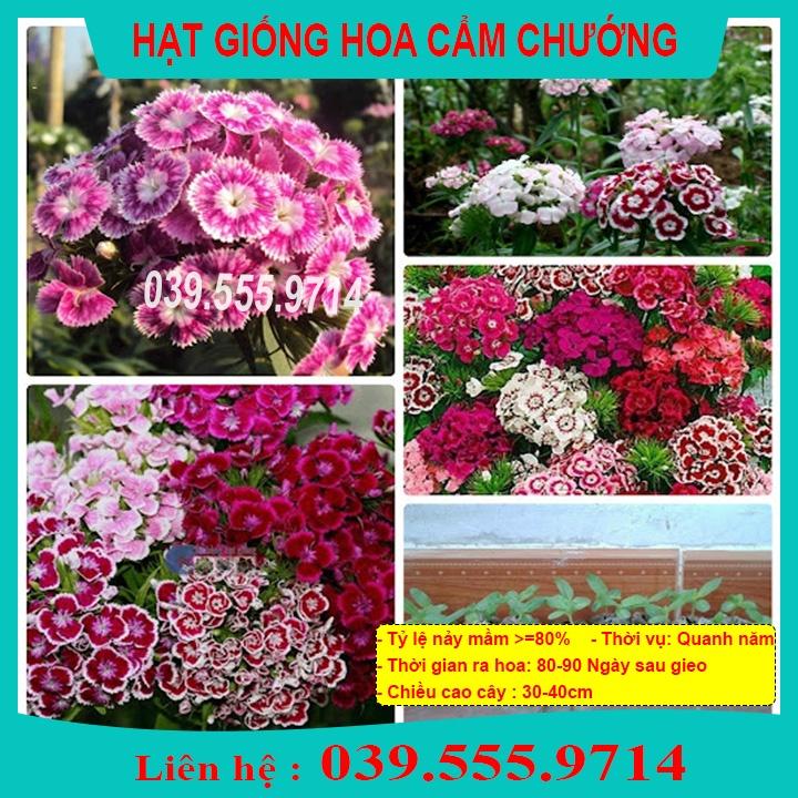 Hạt Giống Cẩm Chướng Đơn Mix -  Hoa trồng chậu tại nhà, sinh trưởng tốt