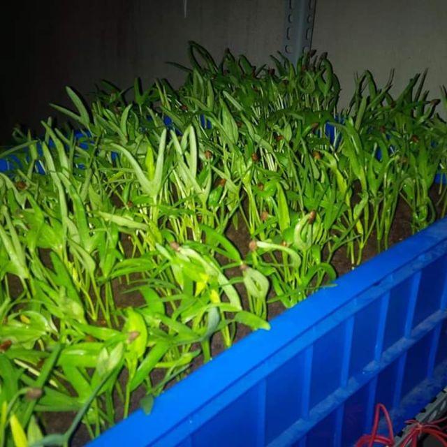 1 Gói kích mầm kích rễ cho cây