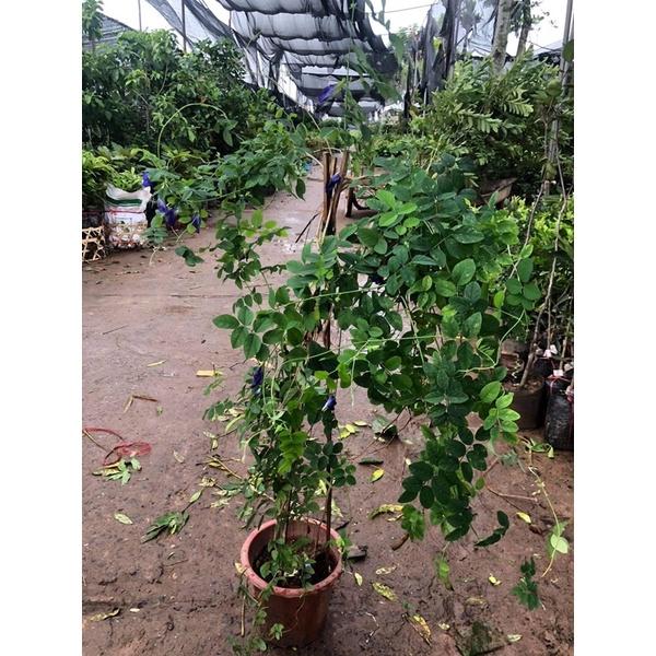 Cây hoa đậu biếc hay bông biếc sử dụng hoa nấu chè, nấu xôi, pha trà uống đều rất hiệu quả.