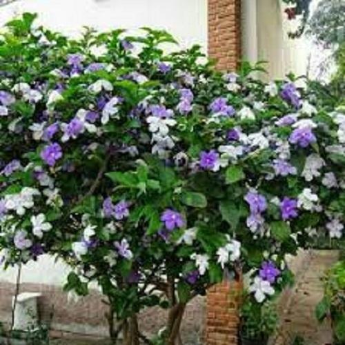 CÂY HOA GIỐNG HOA NHÀI NHẬT TÍM ĐỔI MÀU DÁNG TREE