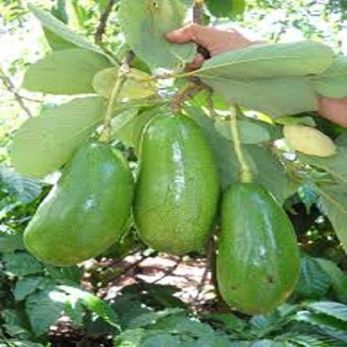 Cây giống Bơ Sáp siêu quả