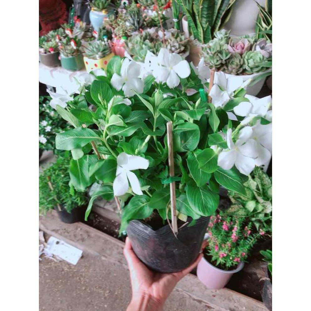 Hoa dừa cạn trắng Bán Chạy