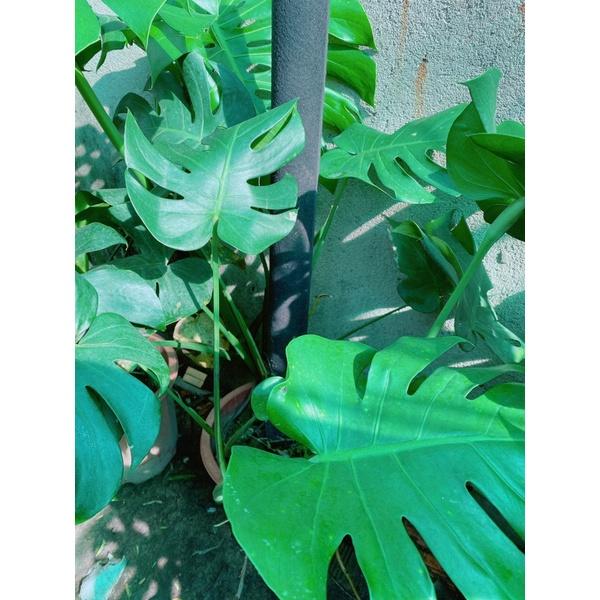 Trầu Bà Lá Sẻ Leo Cột