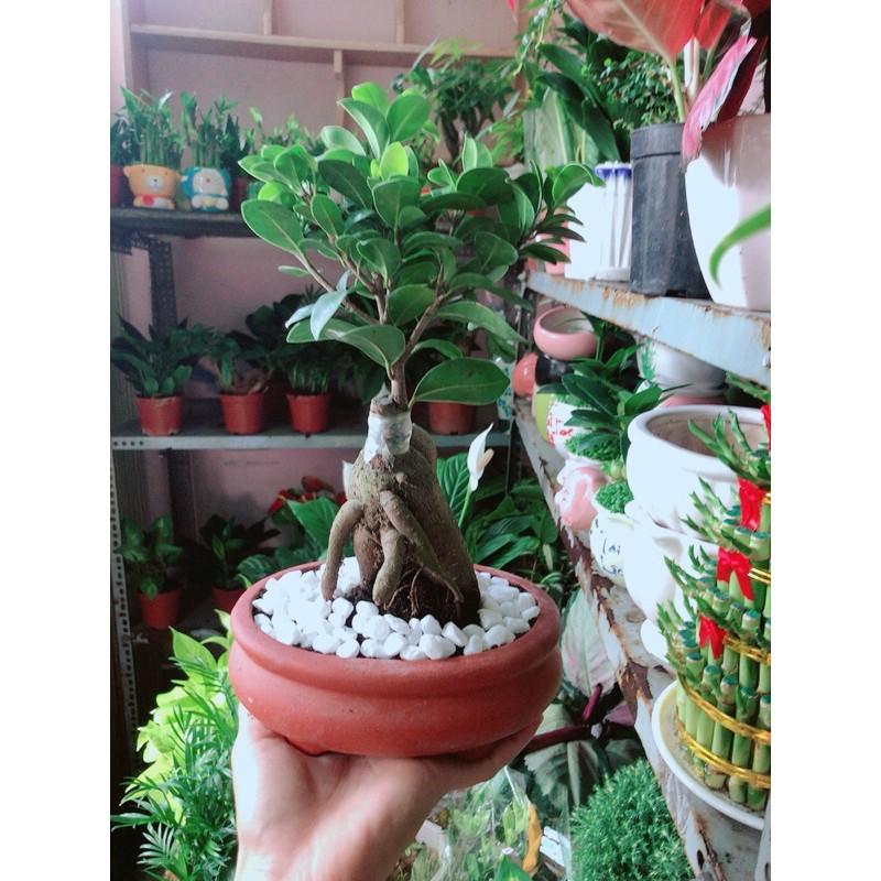 Chậu Cây Si Bonsai