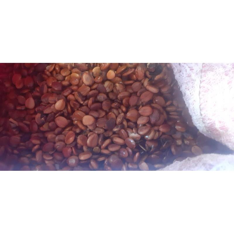 Hạt giống muồng hoàng yến