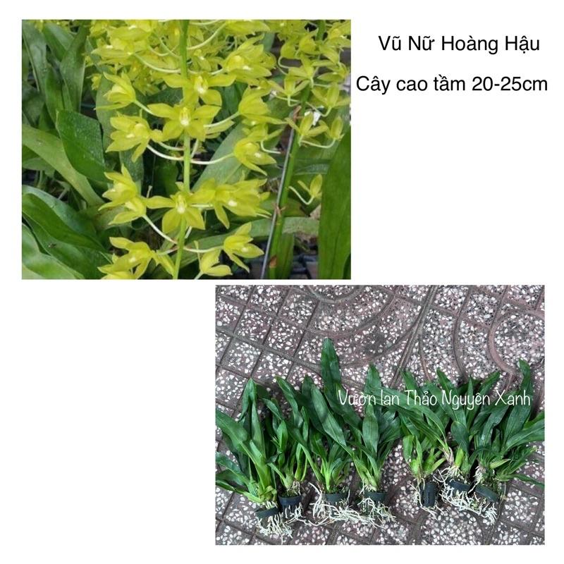 Vũ Nữ Hoàng Hậu Size Trung Cao 20-25cm