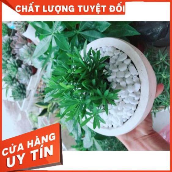 Chậu cây tùng vạn niên Nhiều Người Mua