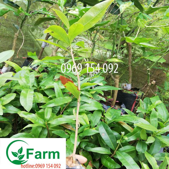 Cây mai tứ quý giống loại bé