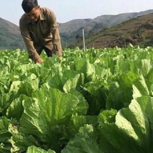 Combo 3 gói ,Hạt giống rau Cải bẹ dưa-gói 20 gram-tặng kèm gói phân bón lót