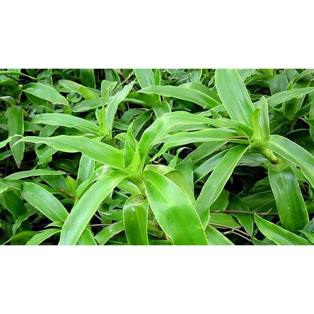Combo 5 cây lược vàng giống