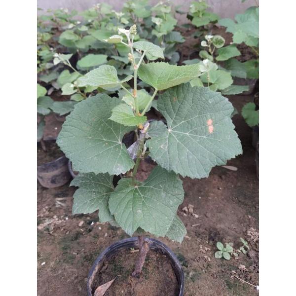 CÂY GIỐNG NHO KẸO SIÊU SỚM