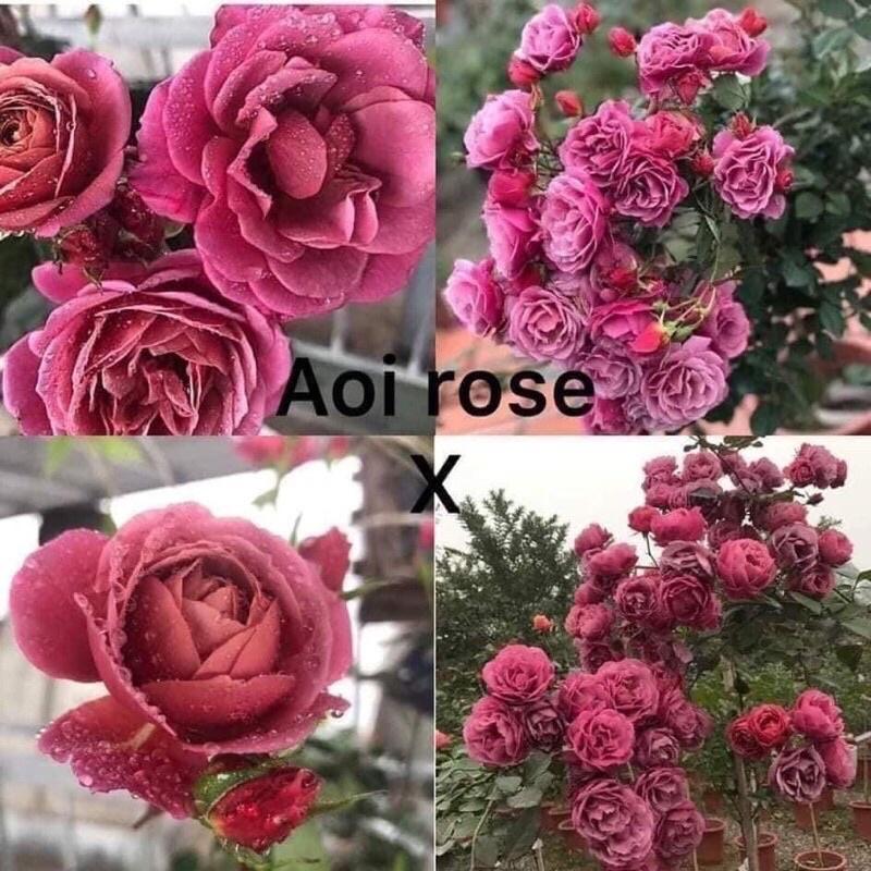 Hoa hồng Nhật Aoi Rose - hoa chùm, siêng hoa