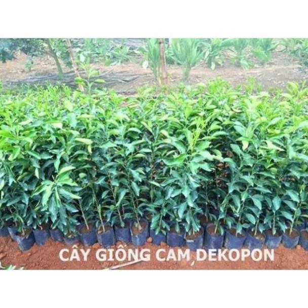Cam DEKOPON, cây giống bầu khỏe