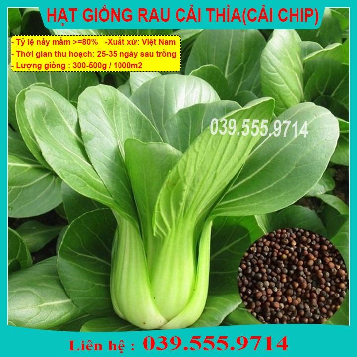 HẠT GIỐNG CẢI THÌA - RAU CẢI DỄ TRỒNG TẠI NHÀ