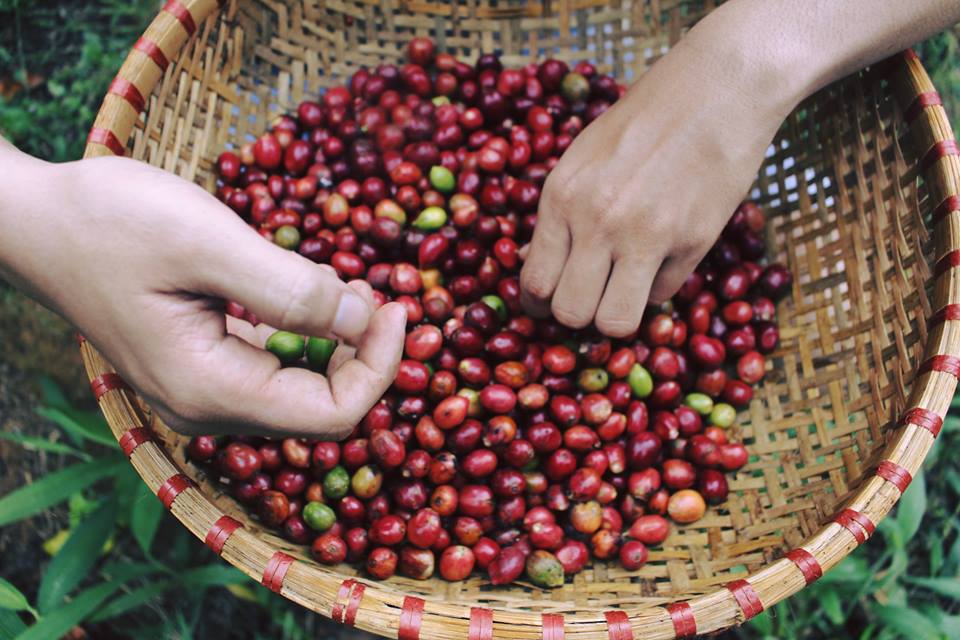 Cà phê Arabica Cầu Đất NGUYÊN HẠT 500g - Chính Hãng The Kaffeine