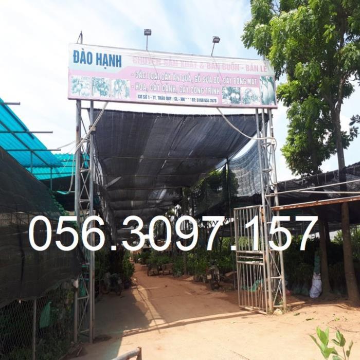 Cây Cóc Thái Lan Lùn - ĐHNN1 + Tặng 01 cây dâu da đất