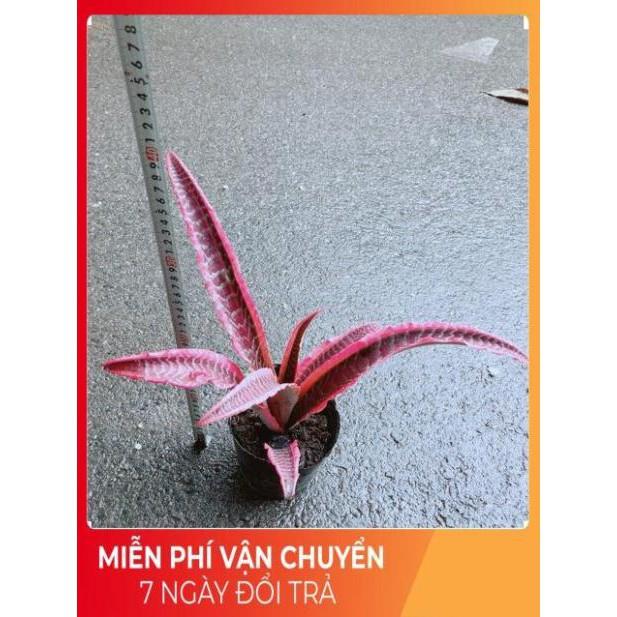 Cây Dứa Đuôi Phụng