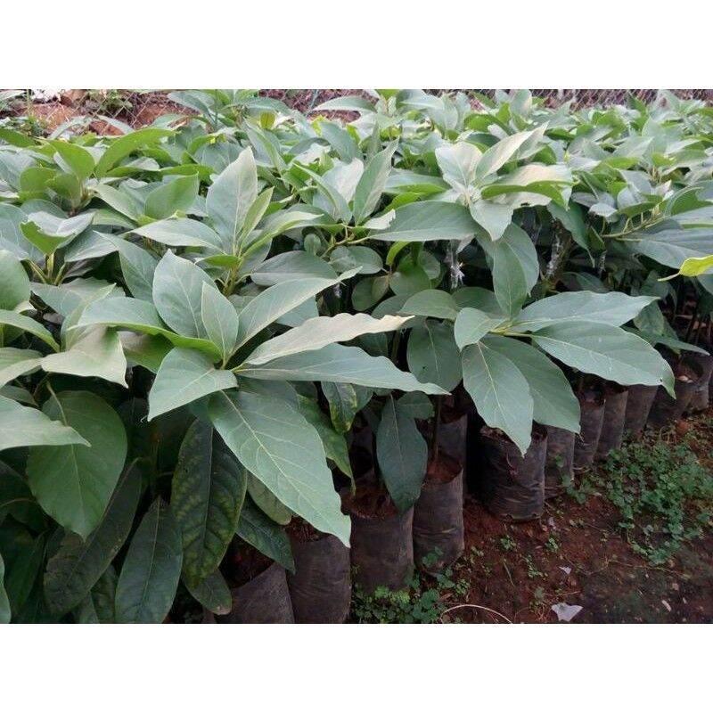 Cây giống bơ trịnh xuân mười cây to