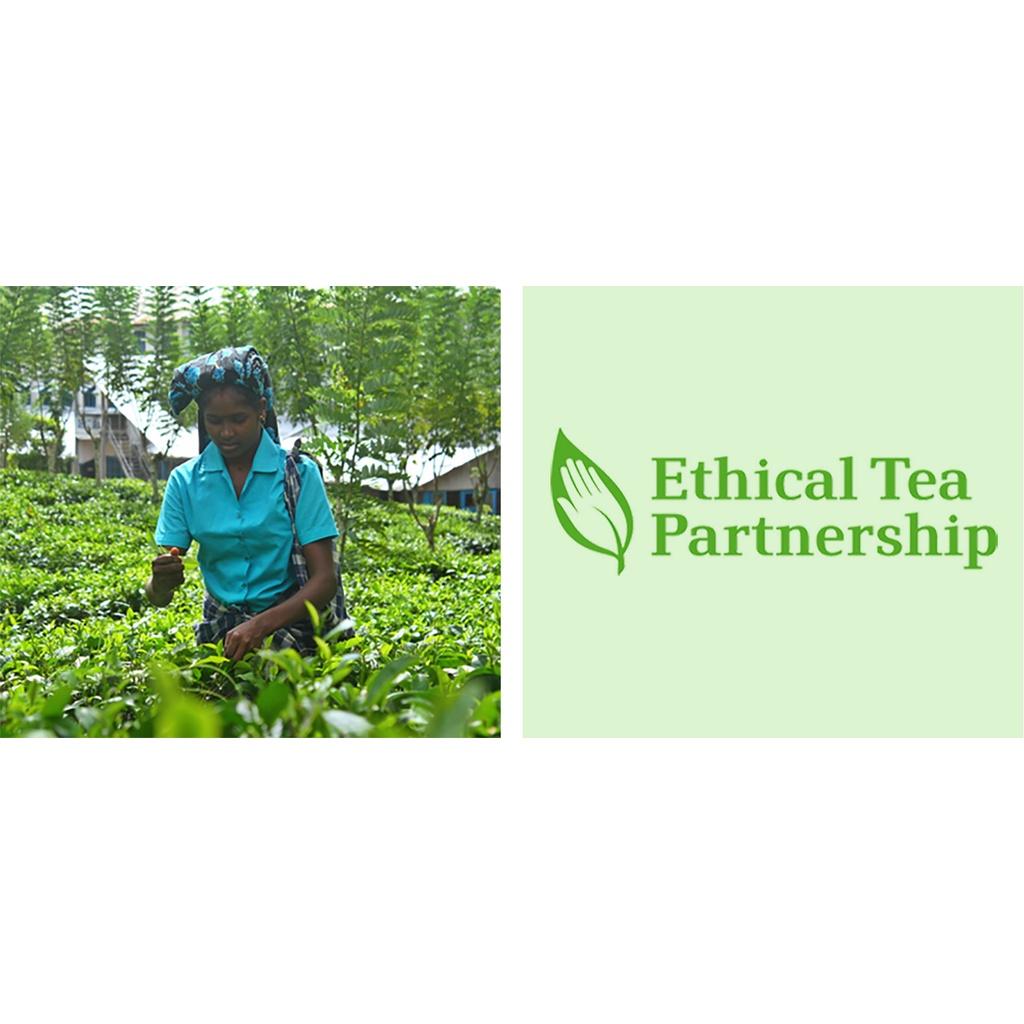 HỘP 50 TÚI LỌC TRÀ XANH - HOA NHÀI KIỂU ANH Taylors of Harrogate Green Tea with Jasmine, Non-GMO, 100g (3.53 oz)