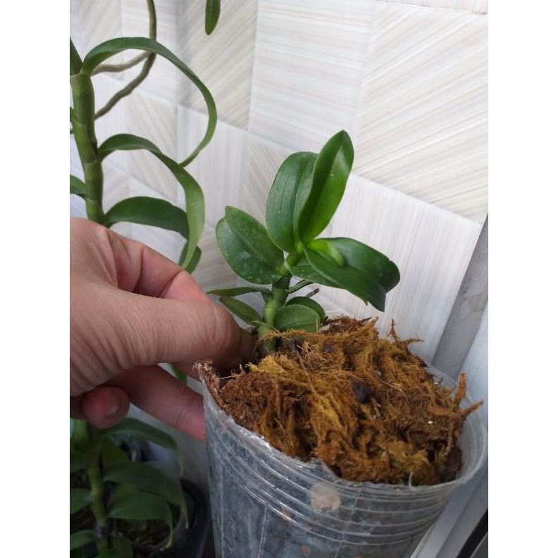 Hoa phong lan 5ct cánh trắng lâm thồn