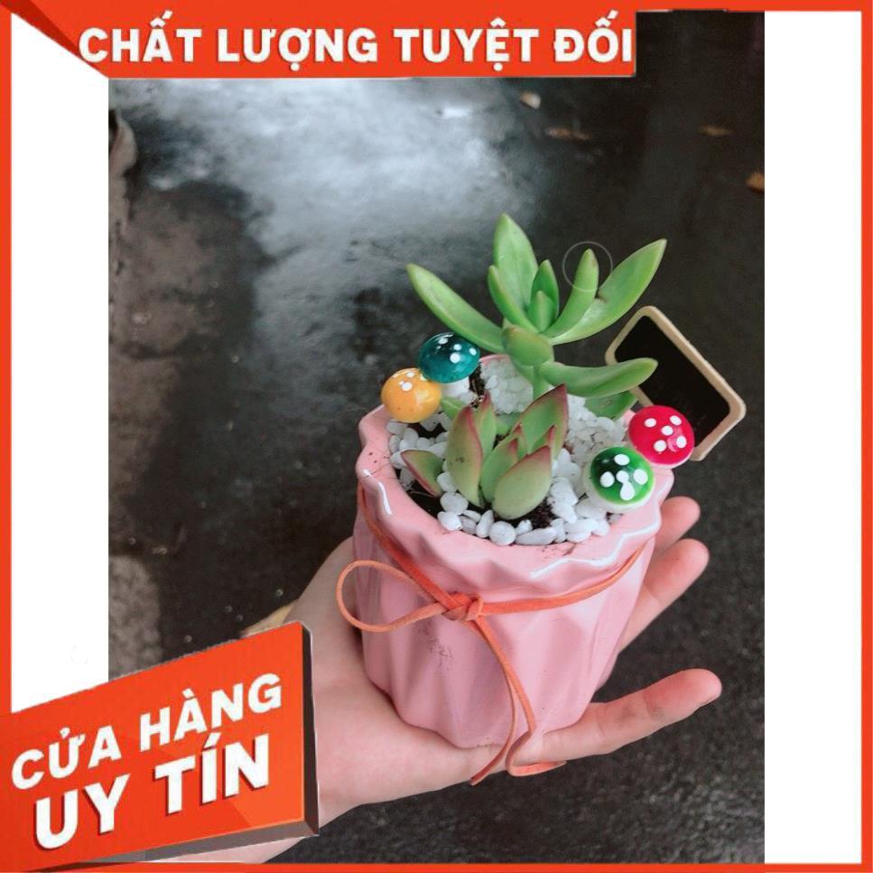 Chậu tiểu cảnh sen đá 1