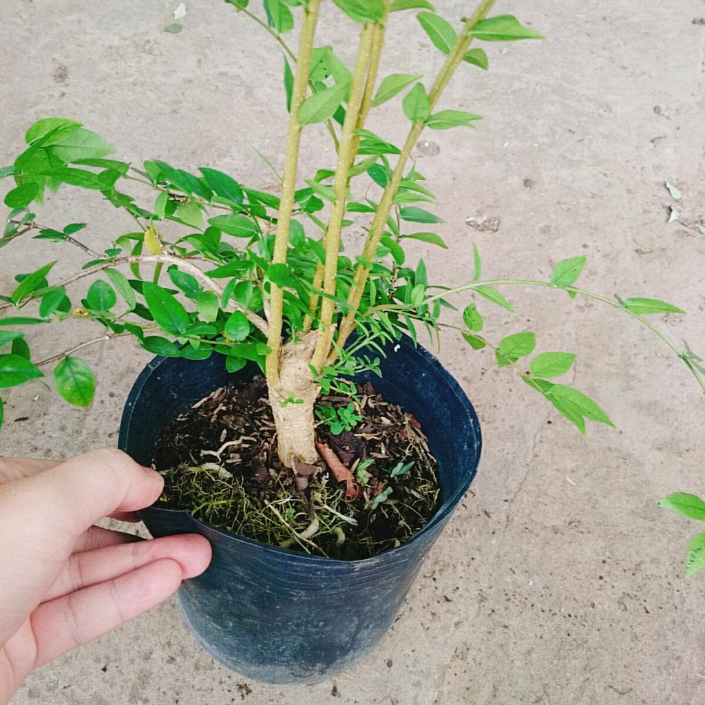 Cây Mai Chiếu Thủy - cây cảnh bonsai