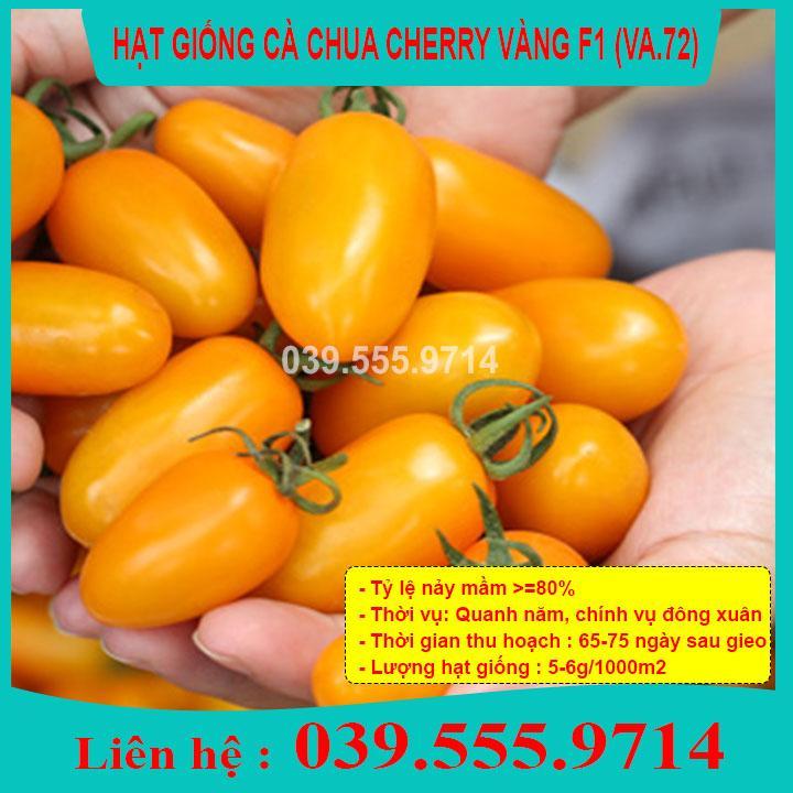 HẠT GIỐNG CÀ CHUA CHERRY VÀNG GIỐNG CHUẨN