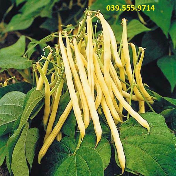 Hạt giống Đậu Cove Bụi Vàng Cao Sản – 50gram