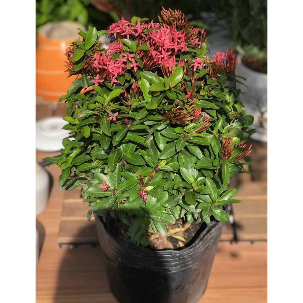 Chậu hoa trang thái đỏ