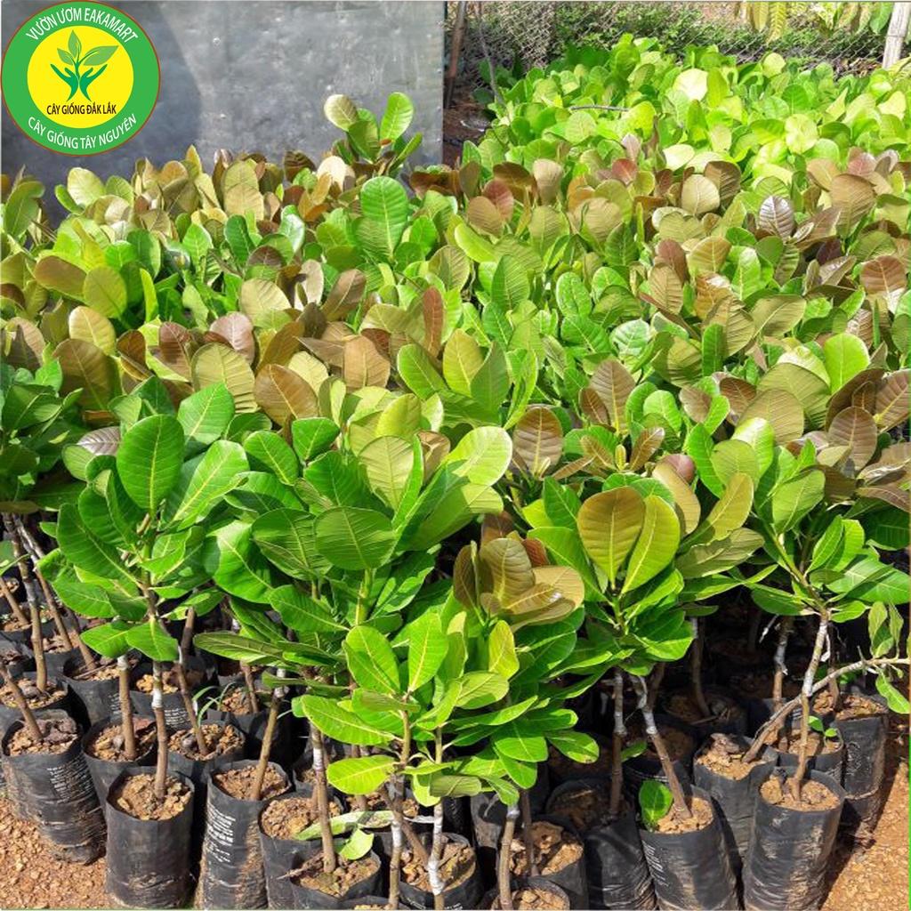 GIỐNG ĐIỀU AB29 – GIỐNG ĐIỀU GHÉP CAO SẢN NĂNG SUẤT VƯỢT TRỘI