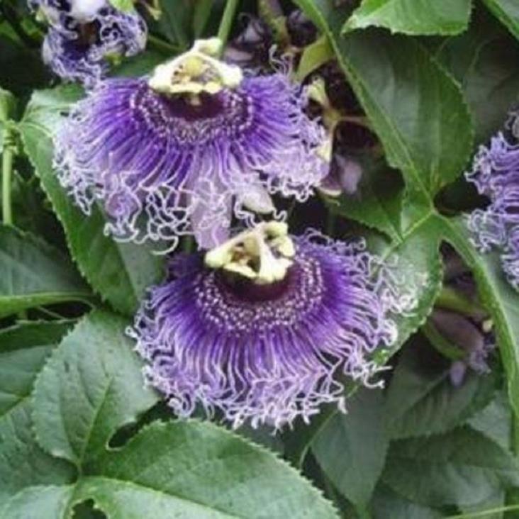 CHẬU HOA LEO Sao Biển