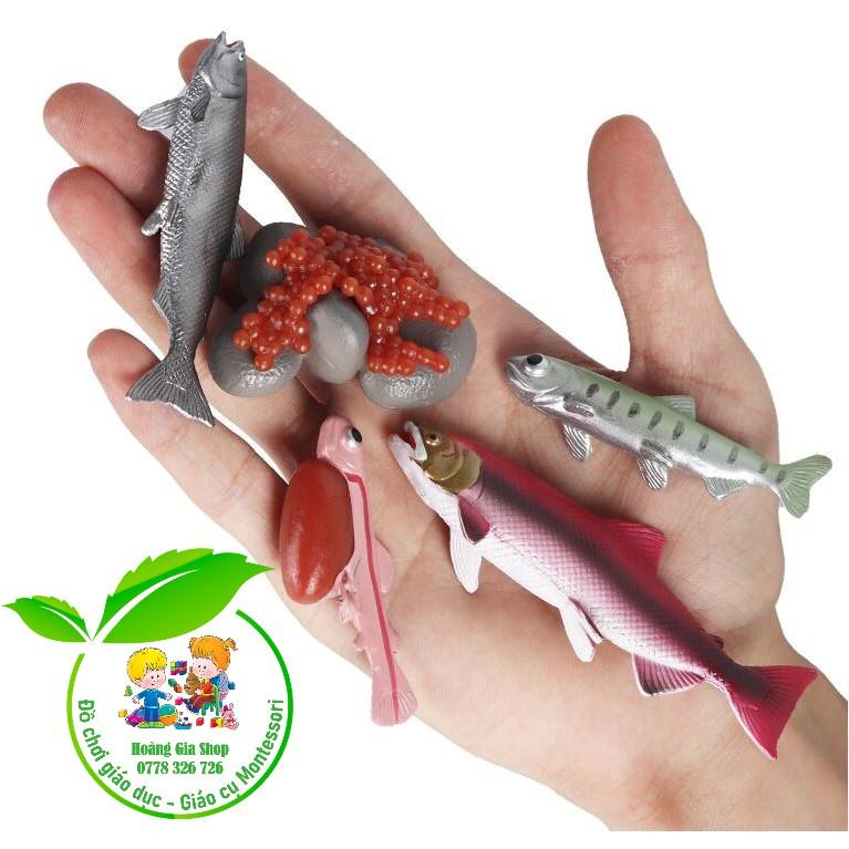 Mô hình vòng đời của cá hồi - Salmon life cycle