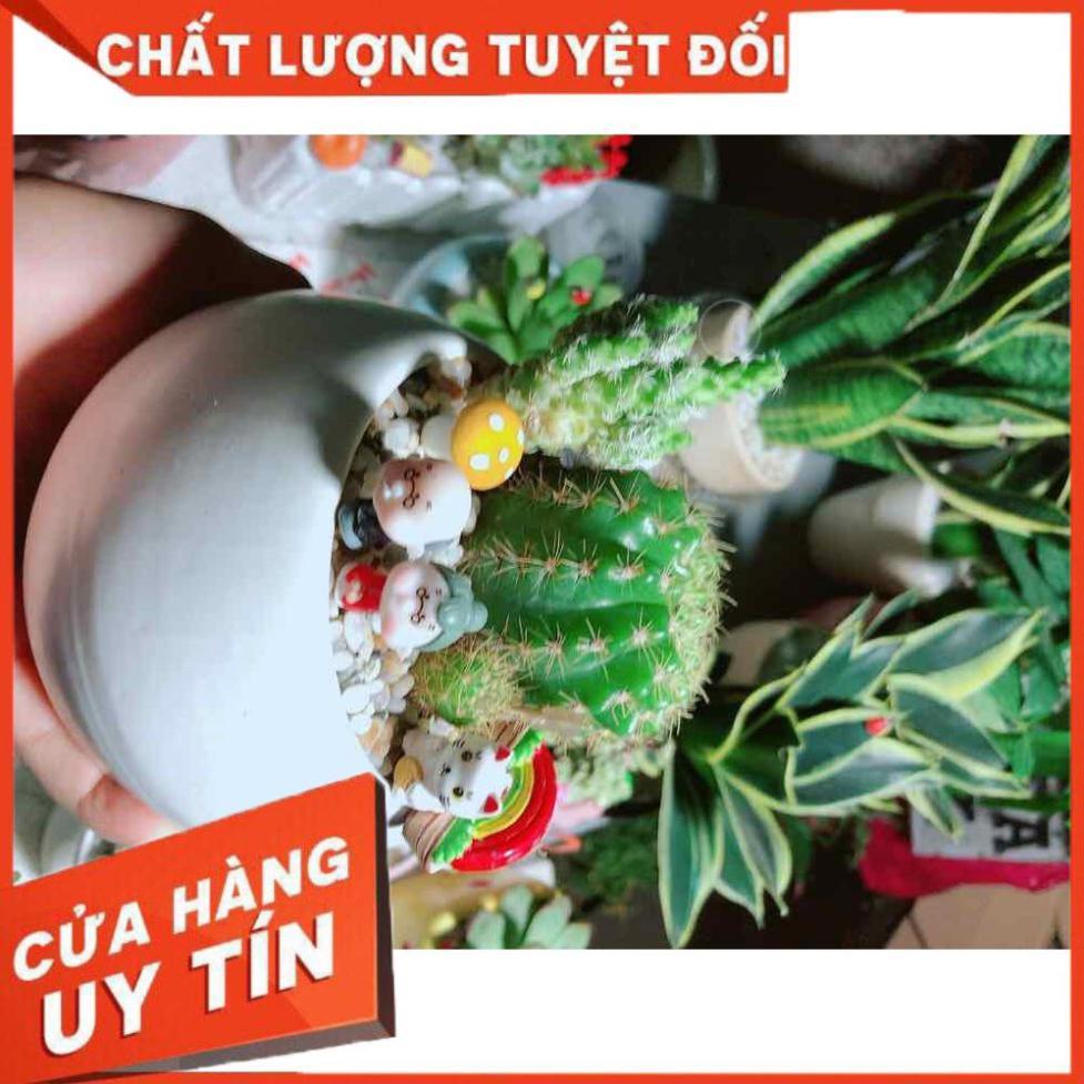 Chậu xương rồng tiểu cảnh Nhiều Người Mua