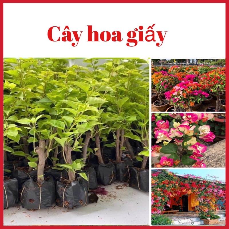 Cây giống hoa giấy ngũ sắc chuẩn giống (ảnh thật hình cuối)